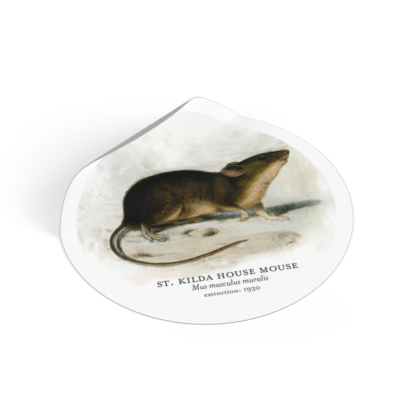 St Kilda House Mouse: Extinct Animals Stickers