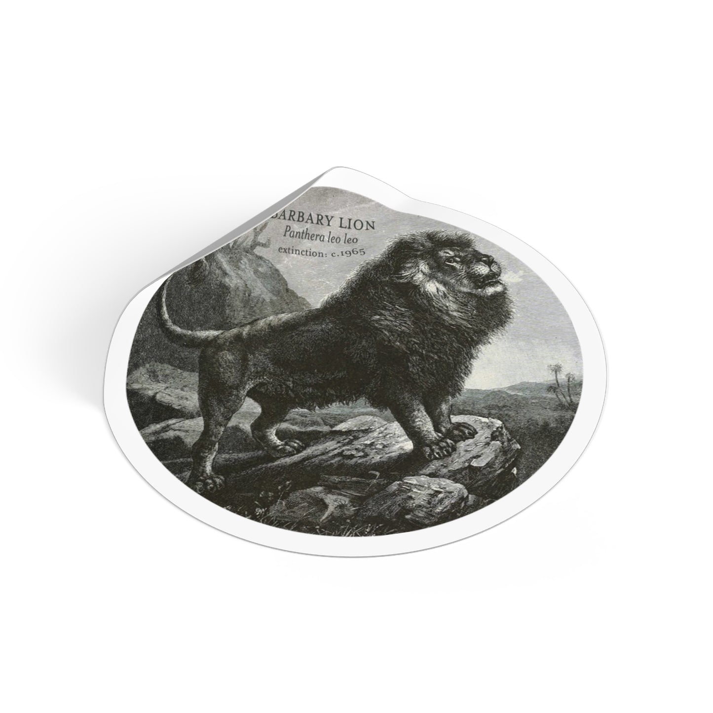 The Barbary Lion: Extinct Animals Stickers