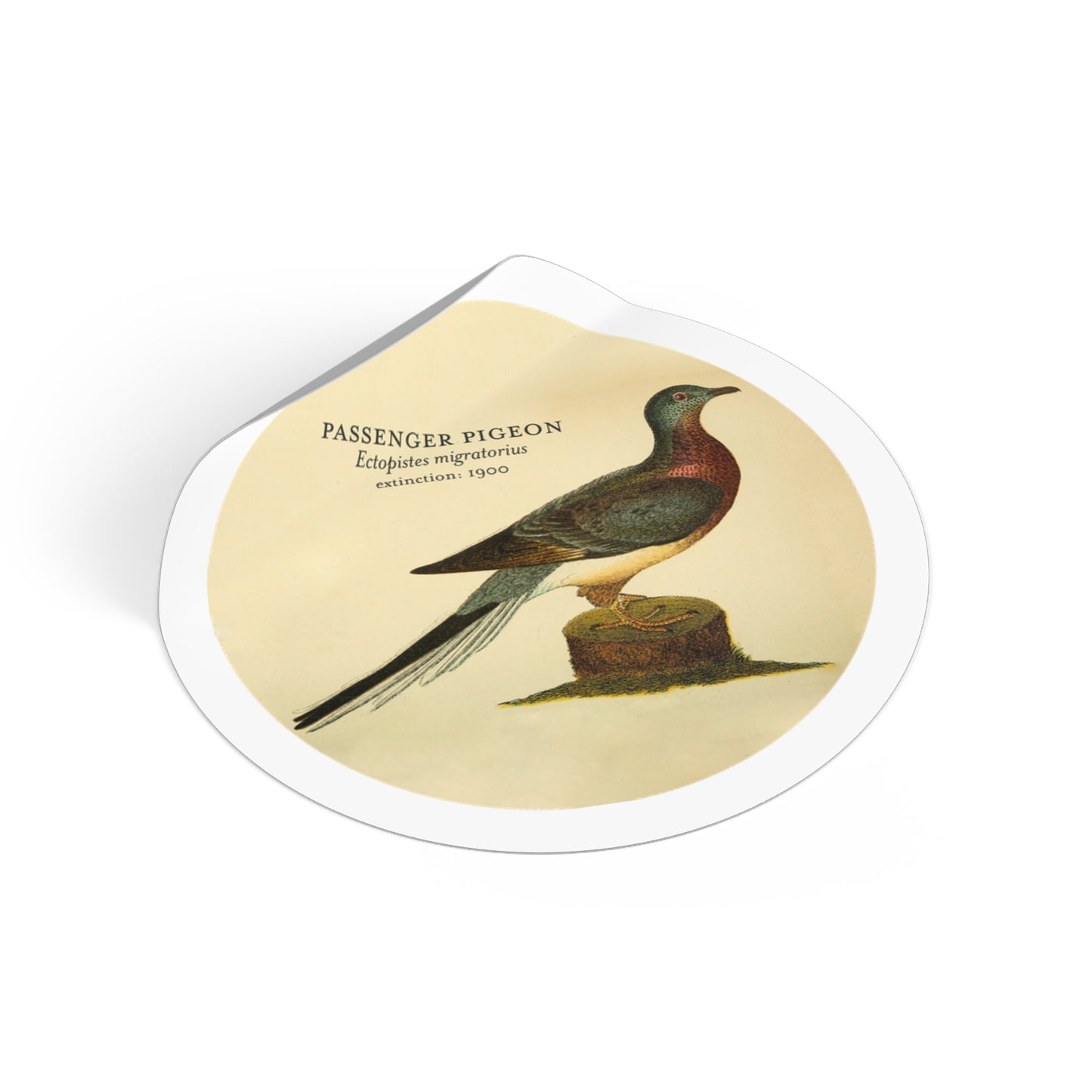 Passenger Pigeon: Extinct Animals Stickers