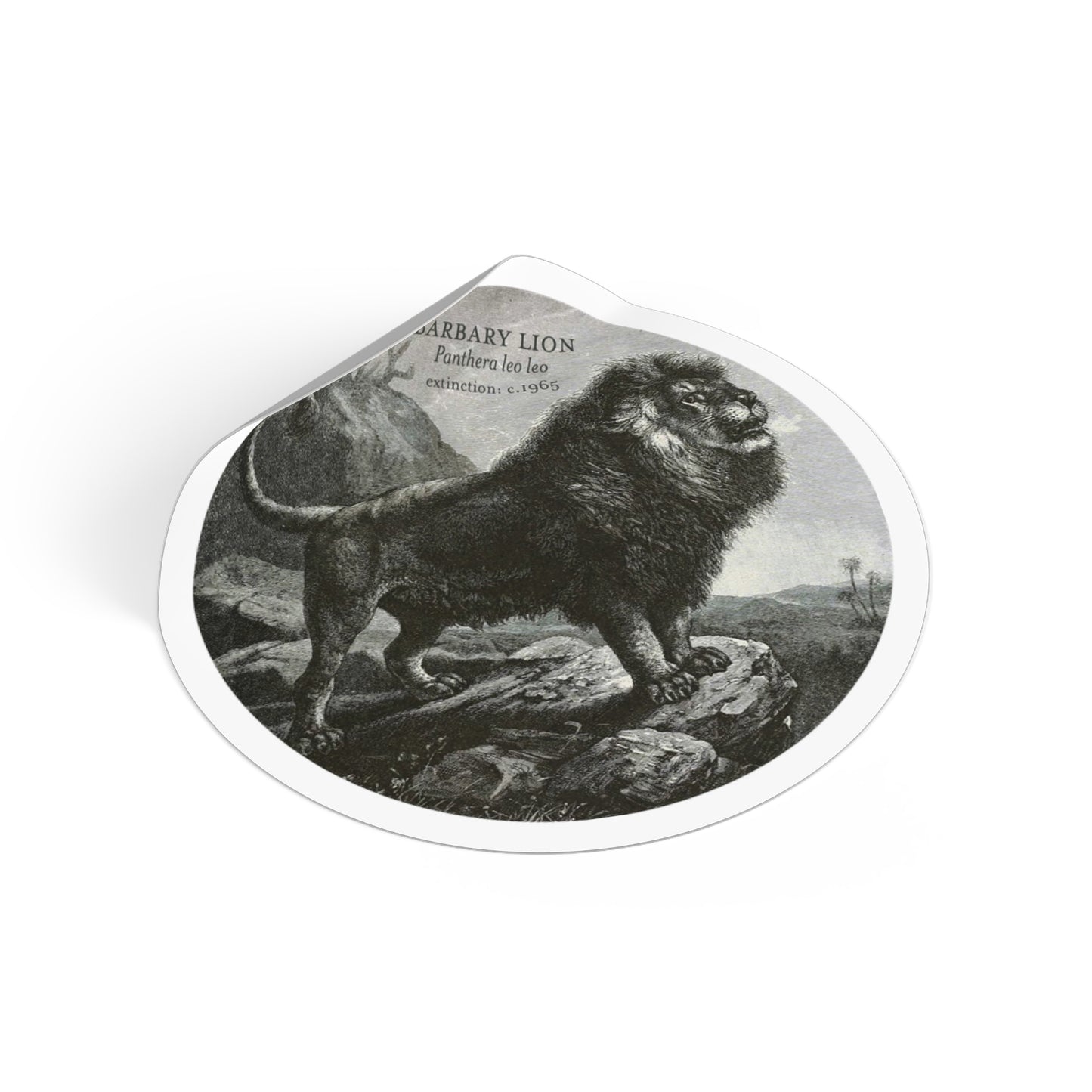 The Barbary Lion: Extinct Animals Stickers