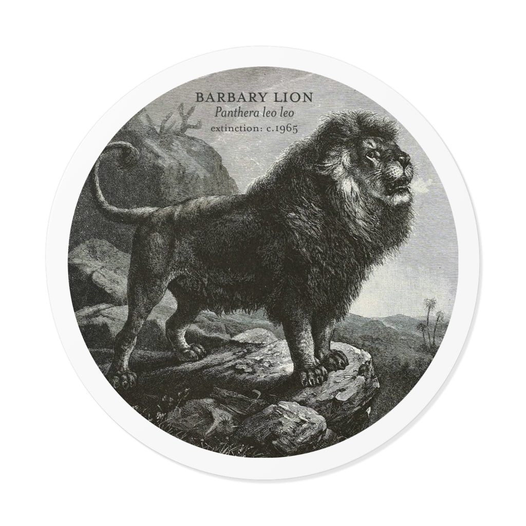 The Barbary Lion: Extinct Animals Stickers - Keep Salem Odd